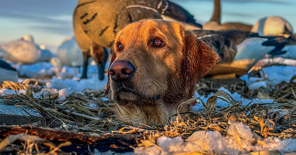 2025 DU Member Photo Contest